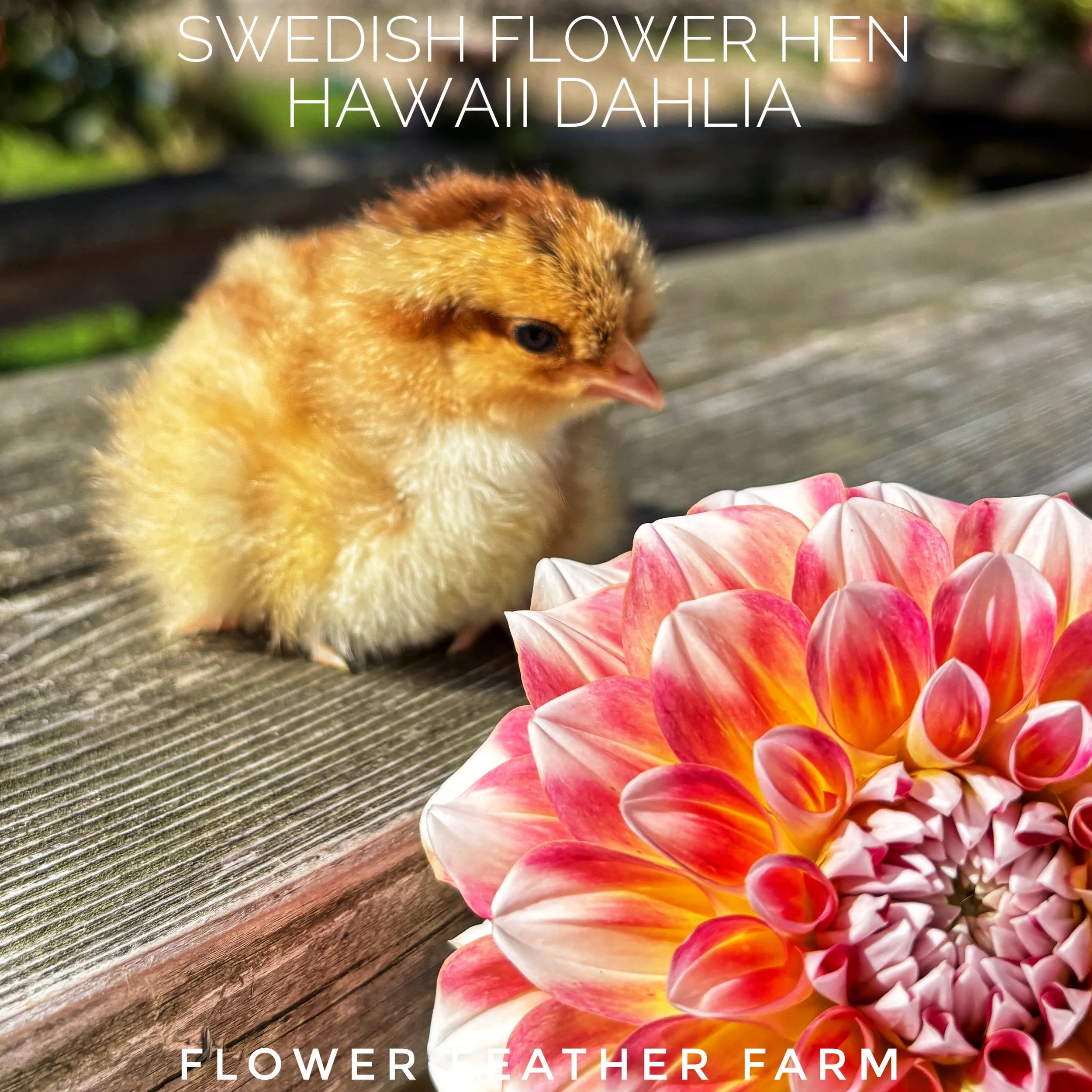 Flower Feather Farm
